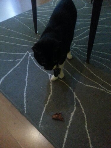 IMG-20131022-WA0001.jpg image