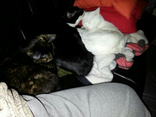 13859356733310.jpg image