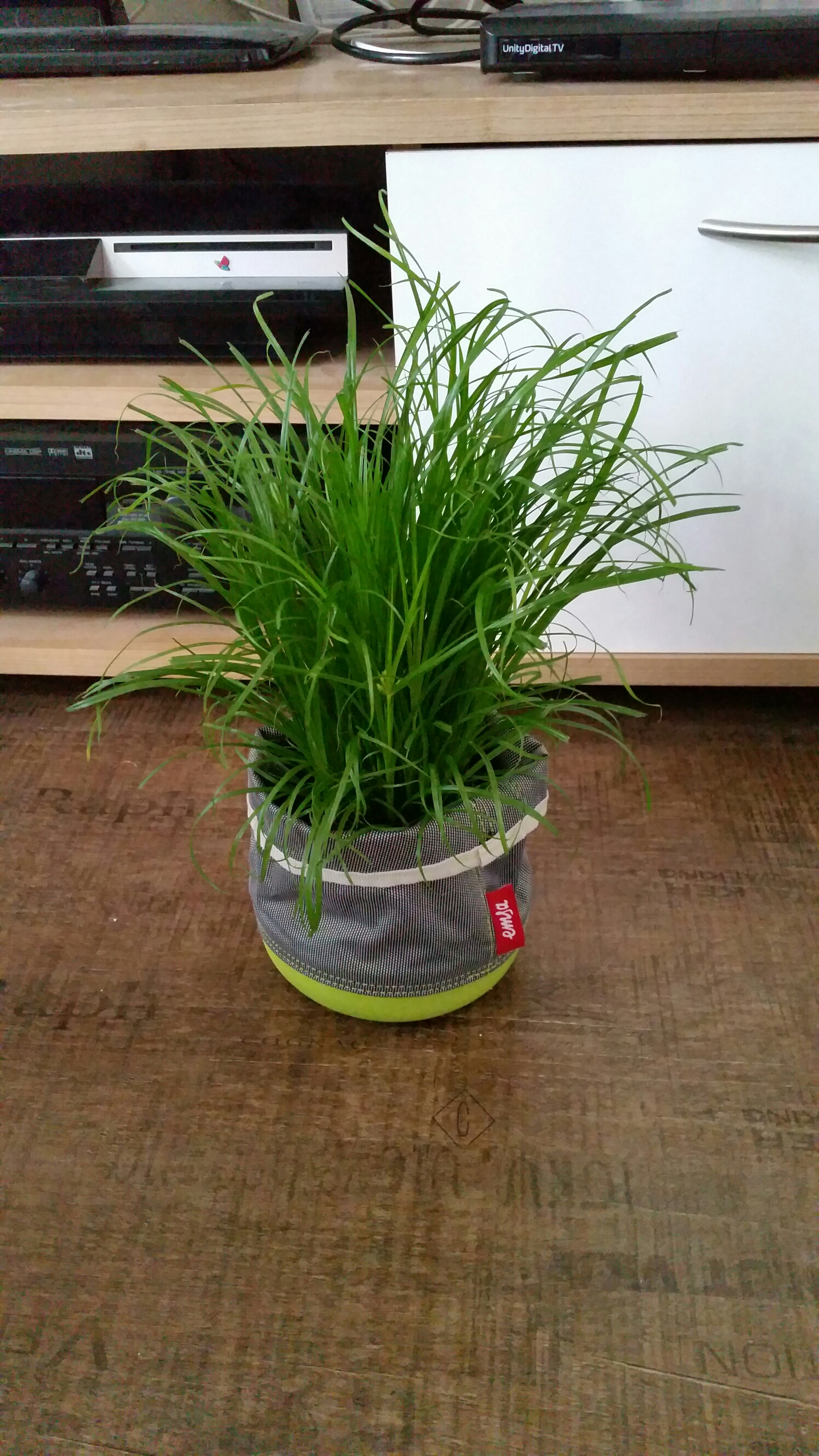 wp-1448713974466 image